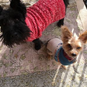 Meet the Boutique Pups ❤️